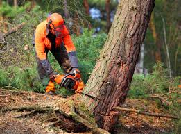 Reliable Litchfield, MN Tree Services Solutions